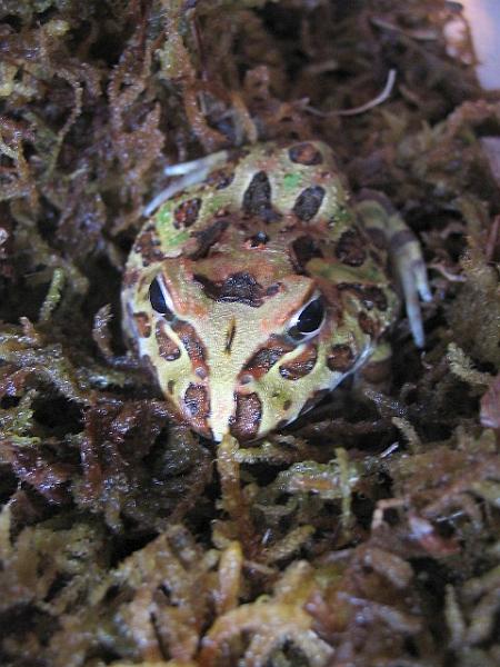 012 - Ceratophrys cranwelli.JPG